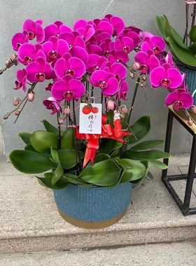 吕梁市鲜花卉店节生日送礼蝴蝶兰水果篮离石孝义汾阳柳林交口城县