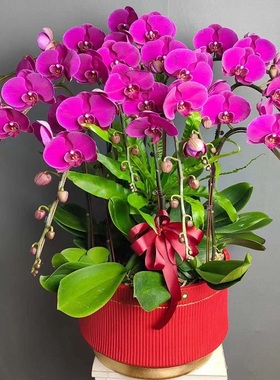 三明市鲜花卉店送蝴蝶兰水果篮梅列区三元永安明溪宁化县过年花1