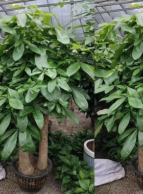 南京市花卉盆栽店绿植物发财树26秦淮浦口栖霞江宁溧水高淳县天堂