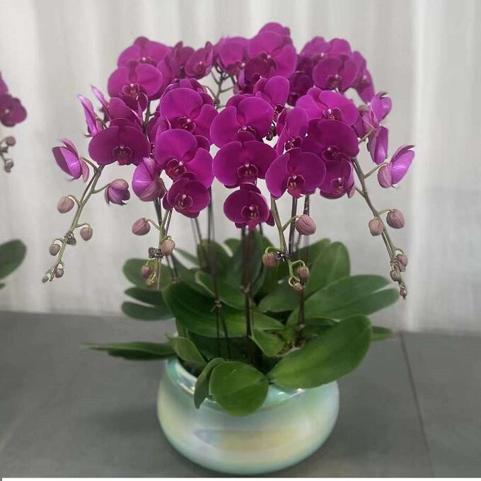 崇左市鲜花卉店送蝴蝶兰水果篮江州区扶绥大新龙州凭祥县过年花1