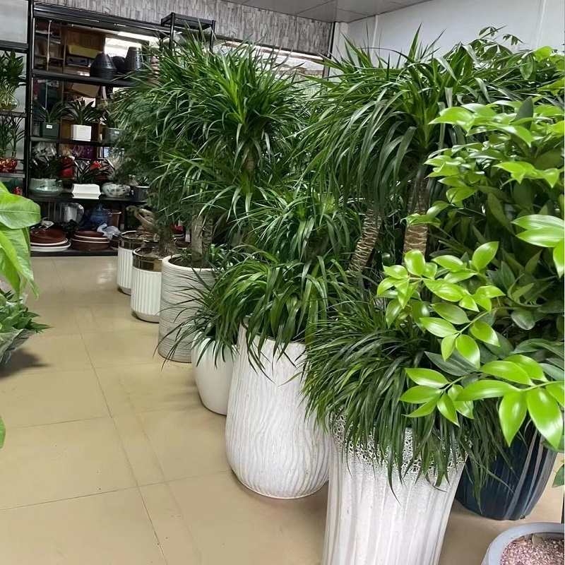 伊犁哈萨克自治州奎屯伊宁市花卉盆栽店植物招摇发财树2天堂鸟
