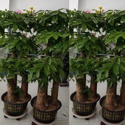 临沂市花卉盆栽店绿萝植发财天堂鸟66平邑莒南蒙阴临沭县罗庄区