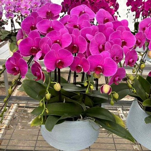 玉溪市鲜花卉店送蝴蝶兰水果篮红塔区通海华宁新平元江县过年花1