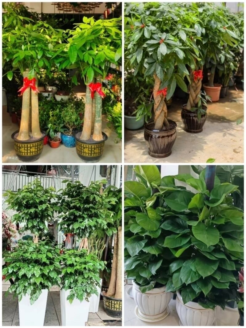 巢湖市花卉盆栽店绿萝植物招发财金钱树63居巢区含山无为庐江和县