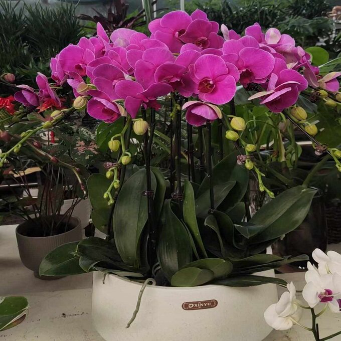 榆林市鲜花卉店送蝴蝶兰水果篮榆阳区佳县米脂清涧子洲县过年花1