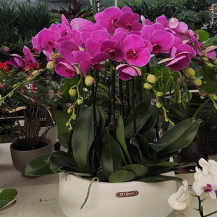 榆林市鲜花卉店送蝴蝶兰水果篮榆阳区佳县米脂清涧子洲县过年花1