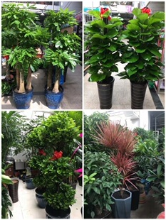 吉首市花卉盆栽店绿植发财金钱树93古丈龙山永顺凤凰泸溪保靖垣县