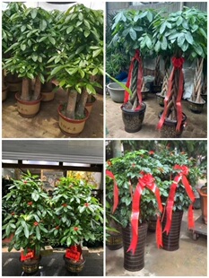 济南市花卉盆栽店绿萝植物招发财金钱树12历城章丘平阴济阳商河县