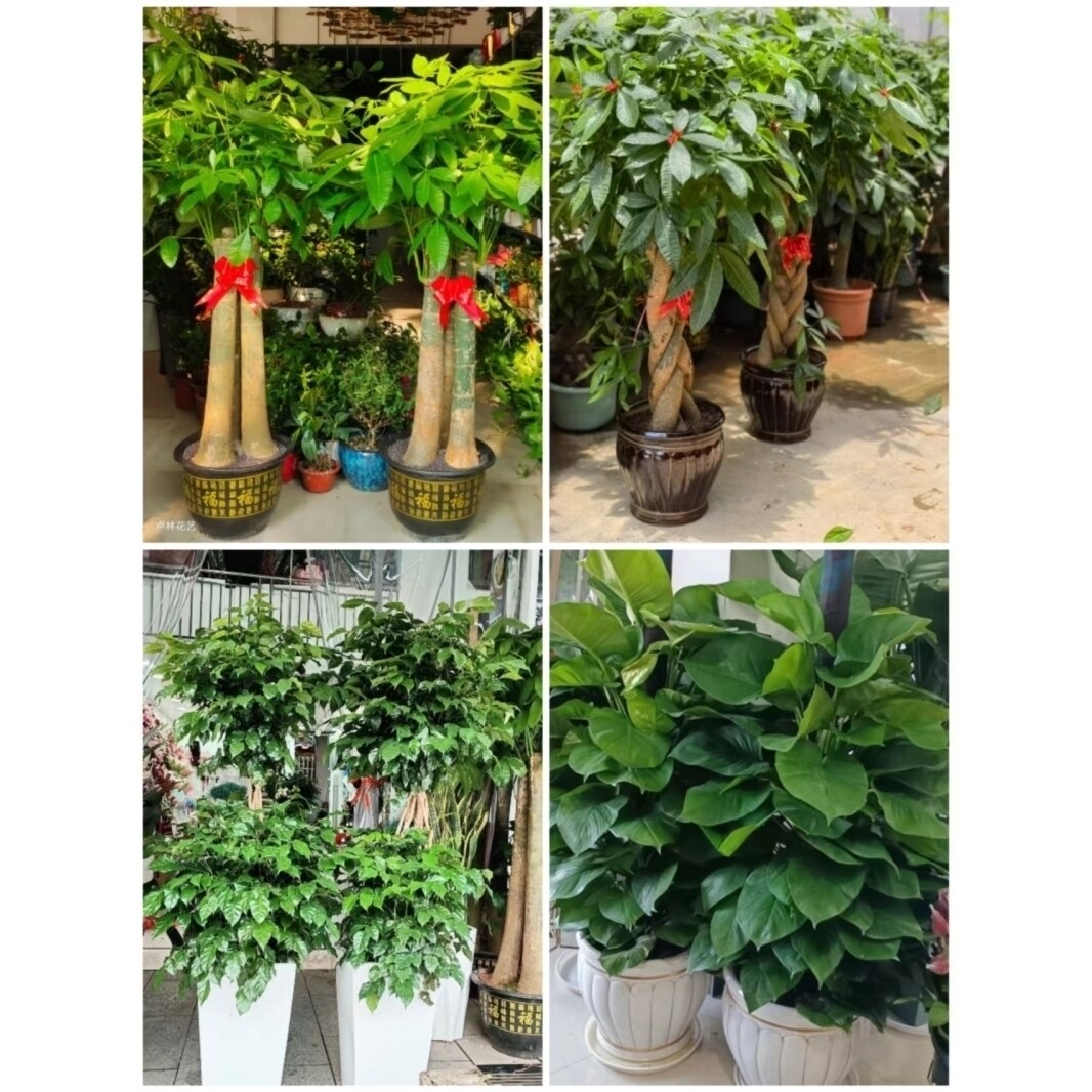 巢湖市花卉盆栽店绿萝植物招发财金钱树2居巢区含山无为庐江和县