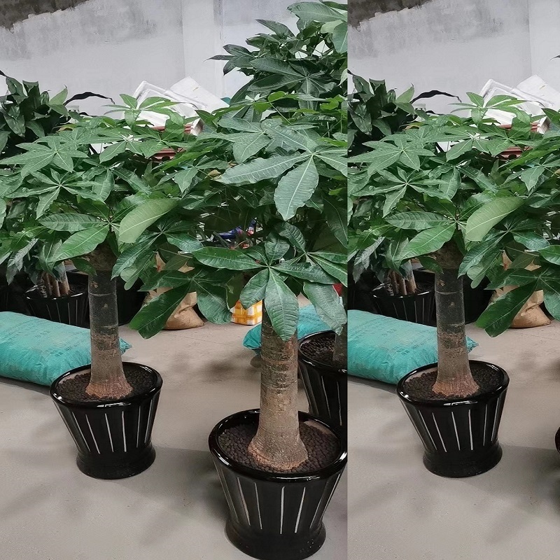 嘉峪关市花卉盆栽店绿萝植发财天堂鸟66天堂鸟平安幸福鸿运当头