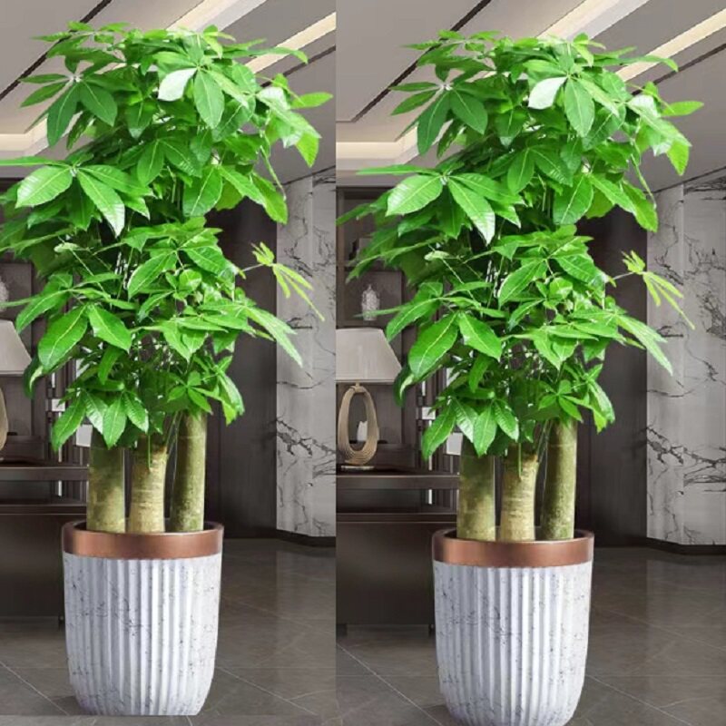 常德市花卉盆栽店绿植发财金钱树26鼎城津临澧县桃源汉寿安乡石门