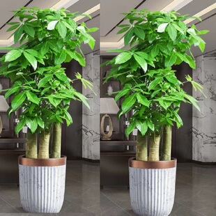 常德市花卉盆栽店绿植发财金钱树26鼎城津临澧县桃源汉寿安乡石门