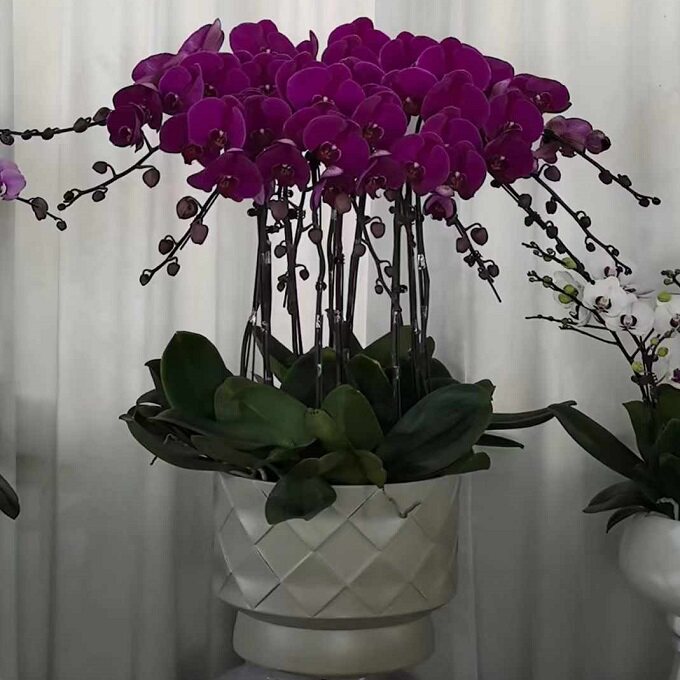 宜昌市鲜花卉店送蝴蝶兰水果篮西陵区兴山宜都当阳枝江过年花1
