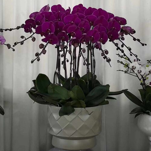 宜昌市鲜花卉店送蝴蝶兰水果篮西陵区兴山宜都当阳枝江过年花1