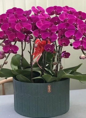 邵阳市鲜花卉店生日送礼蝴蝶兰水果篮双清区武冈新绥宁县隆回县乔