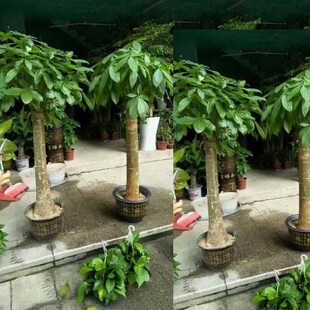 廊坊市花卉盆栽店绿萝植发财天堂鸟66安次广阳霸州三河固永清县