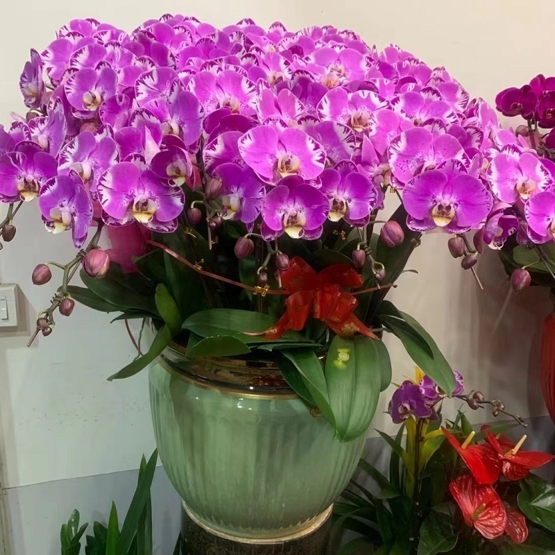 保定市鲜花卉店生日送礼蝴蝶兰水果篮涿定州安国高碑店满城县乔迁