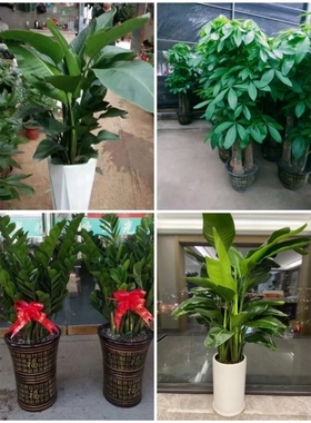 陇南市花卉盆栽店绿萝植物招发财金钱树2武都区成县两当西和宕昌