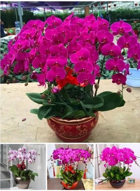 安庆市开花卉店春节日元宵送礼蝴蝶大惠兰北美冬青茶花91枞阳县