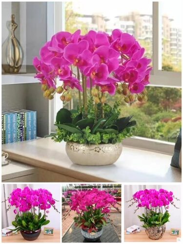六安市开花卉店春节日元宵送礼蝴蝶大惠兰中秋节金裕安区舒城寿县