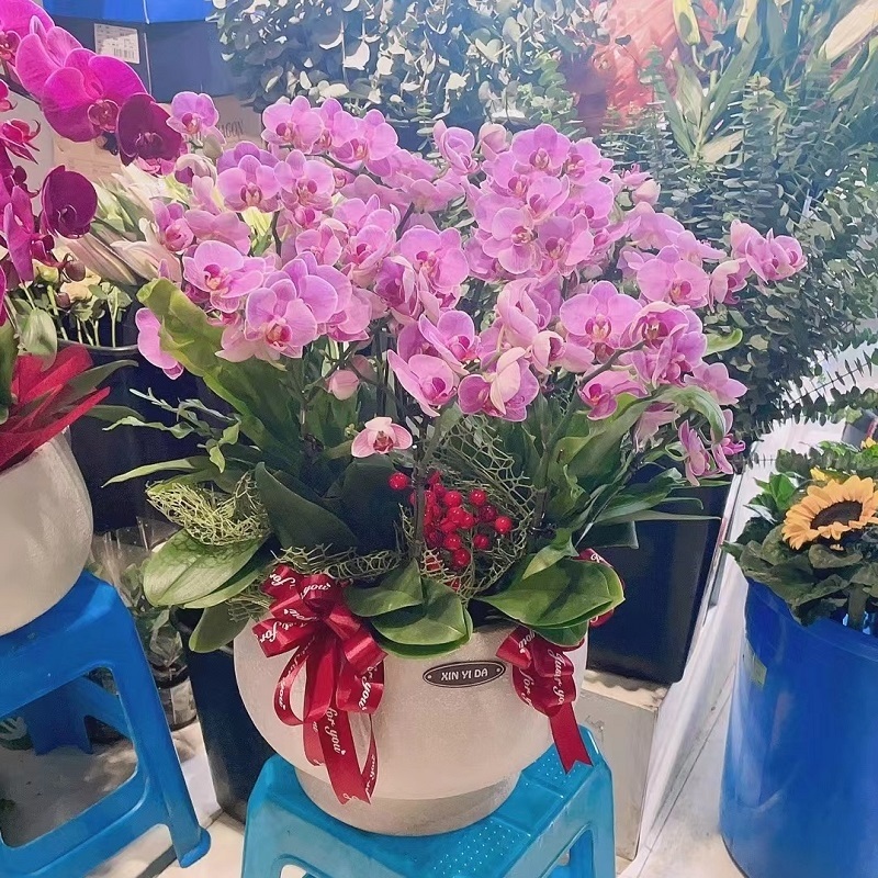 荆门市鲜花卉店开业张送礼蝴蝶兰水果篮东宝沙洋京山县钟祥掇刀区