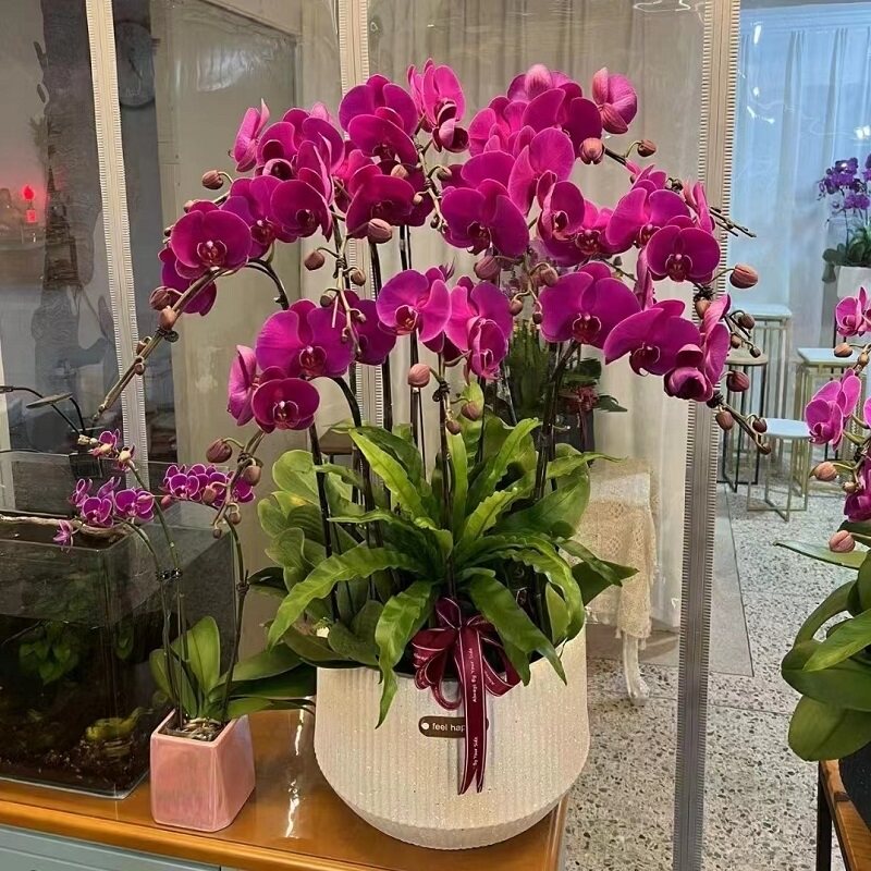 周口市鲜花卉店生日送礼蝴蝶兰水果篮川汇区郸项城扶沟西华商水乔 - 实物图