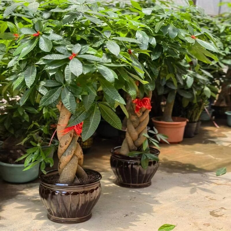白山市花卉盆栽店绿萝植发财天堂鸟66临八道江源区抚松靖宇长县