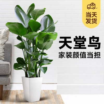 黄冈市花卉盆栽店天堂鸟招发财金钱树26州团凤浠水蕲春梅英山县