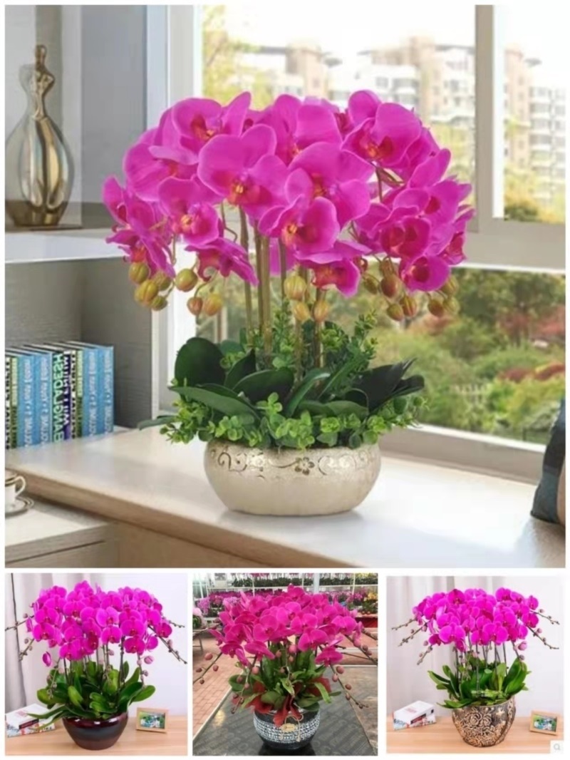 蚌埠市开花卉店春节日元宵送礼蝴蝶大惠兰北美冬青茶花91龙子湖区