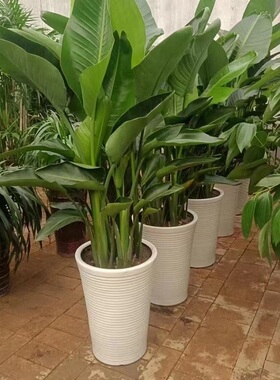 四平市花卉盆栽店植物发财树32铁西公主岭双辽梨树伊通县天堂鸟
