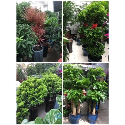 阳泉市花卉盆栽店绿萝植物发财金钱树18平定孟县荫营河底义井坦镇