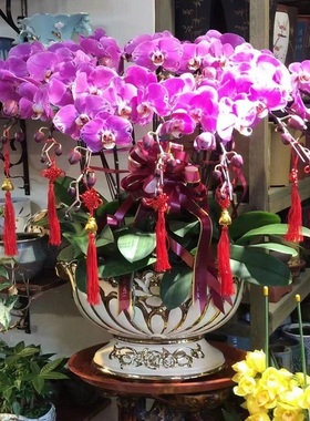 承德市鲜花卉店开业张送礼蝴蝶兰水果篮双桥双滦区兴隆县宽城隆化