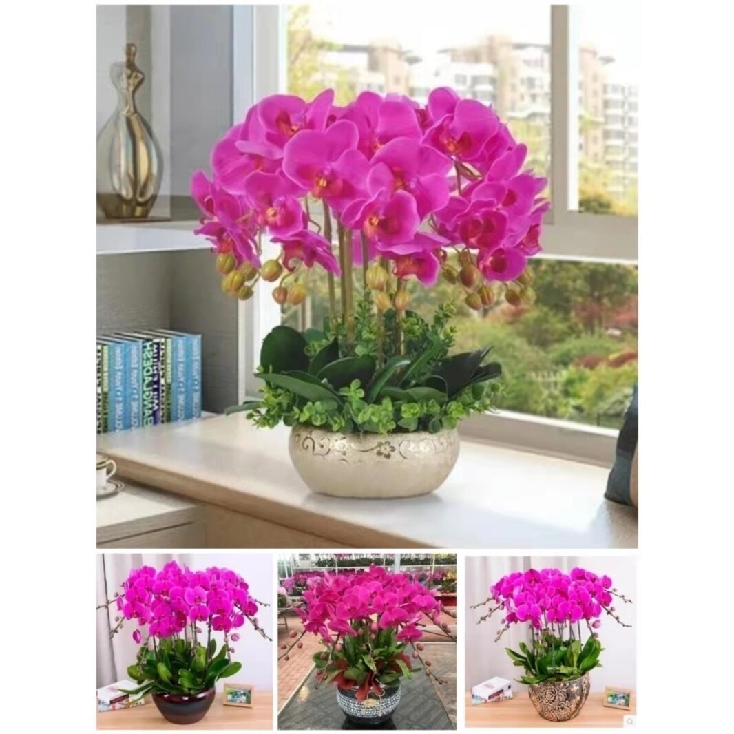 福州市开花卉店春节日元宵送礼蝴蝶惠兰中秋节台江长乐闽侯罗源县