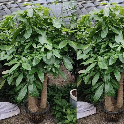 徐州市花卉盆栽店绿植物发财树2贾汪邳州新沂铜山睢宁沛丰县天堂