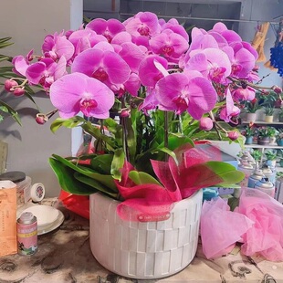 许昌市鲜花卉店开业张送礼蝴蝶兰水果篮鄢陵县襄城禹州长葛魏都区