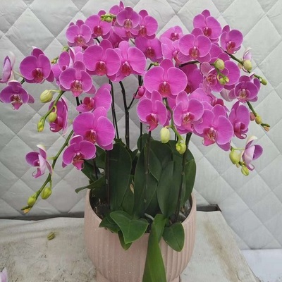 泸州市鲜花卉店送蝴蝶兰水果篮江阳区纳溪合江叙永古蔺县过年花1