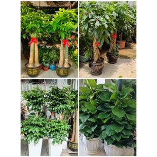 荆州市花卉盆栽店绿萝植物招发财金钱树2江陵公安监利县石首洪湖