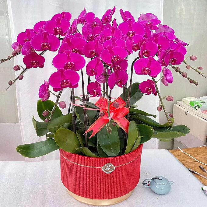 梅州市鲜花卉店送蝴蝶兰水果篮梅江区兴宁梅县大埔五华县过年花1