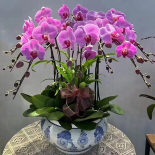 凯里市鲜花卉店过年元宵送礼大惠蝴蝶兰雷山黎平施秉麻江锦屏台1