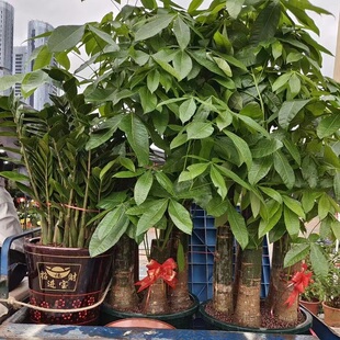 牡丹江市花卉盆栽店天堂鸟发财金钱树26爱民海林宁安穆棱林口县