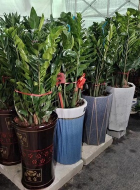 梅州市花卉盆栽店天堂鸟发财金钱树26梅江区兴宁大埔丰顺五华县