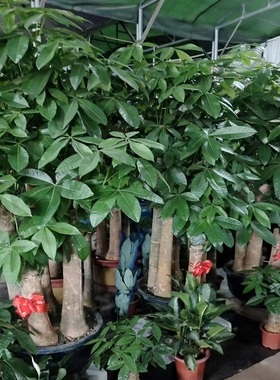 陇南市花卉盆栽店天堂鸟招发财金钱树26武都区成县两当西和宕昌