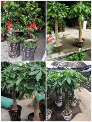 湛江市花卉盆栽店绿植物发财金钱树53赤坎霞山廉江雷州吴川遂溪县