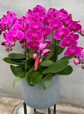 昆明市鲜花卉店节生日送礼蝴蝶兰水果篮五华区盘龙安呈贡晋宁富民