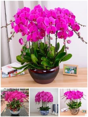 咸宁市开花卉店春节日元宵送礼蝴蝶大惠兰领导通山崇阳通城嘉鱼