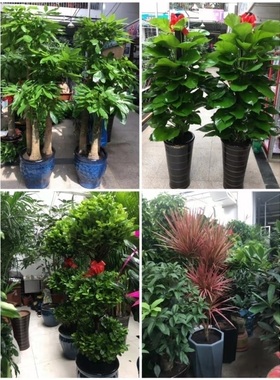 盘锦市花卉盆栽店绿萝植物发财金钱树31双台子区兴隆台盘山大洼县