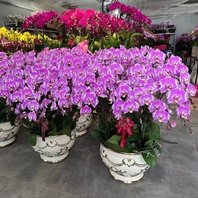 忻州市鲜花卉店生日送礼蝴蝶兰水果篮原平定襄代县东六五寨保德乔