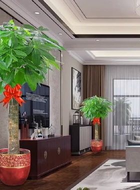 淄博市花卉盆栽店绿植物发财金钱树26张店山区周村桓台高青沂源县