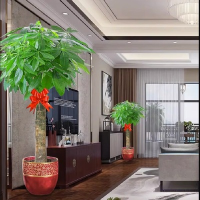 淄博市花卉盆栽店绿植物发财金钱树26张店山区周村桓台高青沂源县