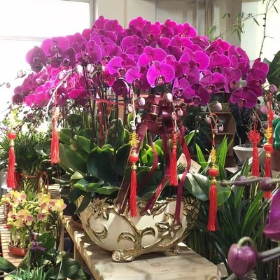 漳州市鲜花卉店开业张送礼蝴蝶兰水果篮芗城区龙海平和南靖诏安县